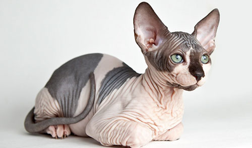 Cách chăm sóc giống mèo Sphynx