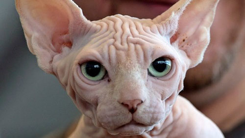 đặc điểm giống mèo sphynx