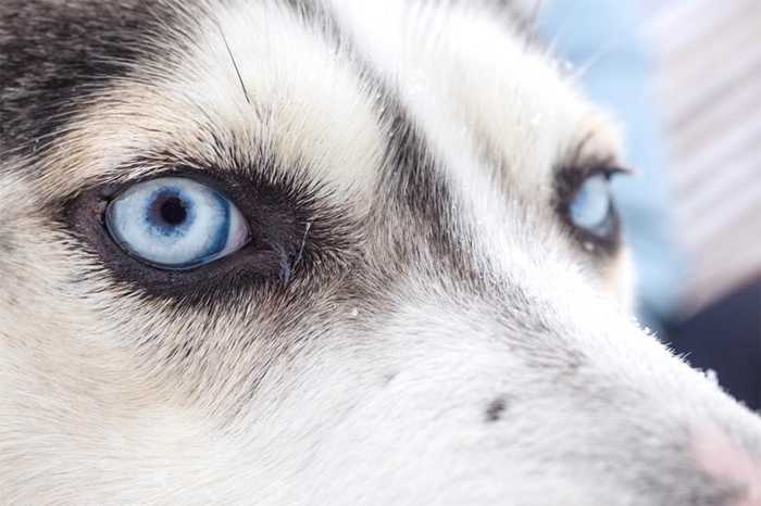 đôi mắt của giống chó husky