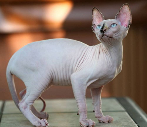 Thân hình giống mèo Sphynx. Ảnh ST