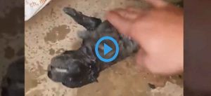 Chó mẹ tát nước cứu con trong hang