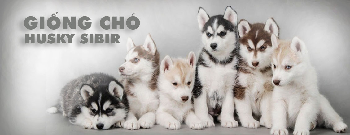 Các Giống Chó Cảnh, Chó Kiểng Đẹp Và Phổ Biến Tại Việt Nam 28 Chó Husky
