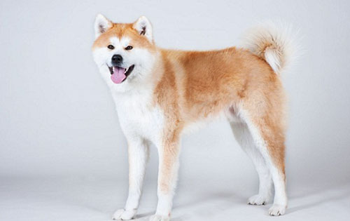 Lịch sử giống chó Akita Nhật Bản