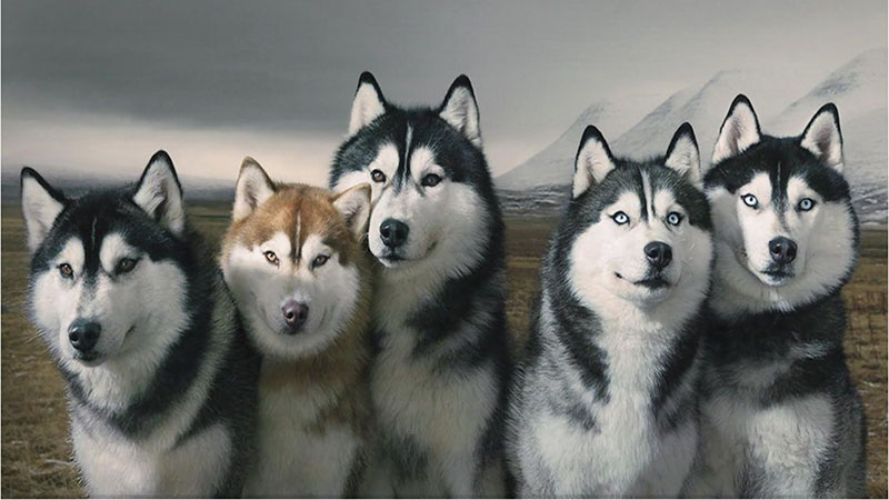 Giống Chó Husky Sibir - Thiên Thần Xứ Lạnh Vùng Đông Bắc