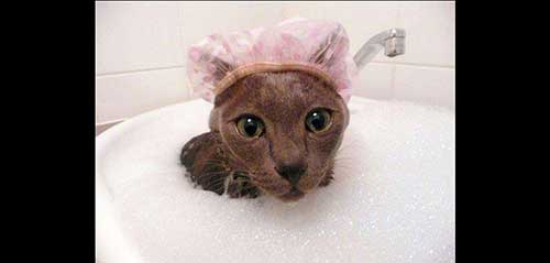 Bao lâu tắm cho mèo 1 lần