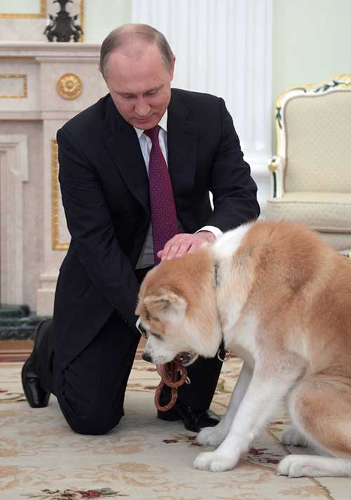Chú chó Yume của tổng thống Putin
