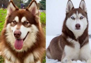 Khuôn mặt của chó Alaska và chó Husky