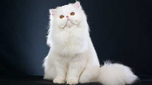 Mèo Persian - Mèo Ba Tư lông dài