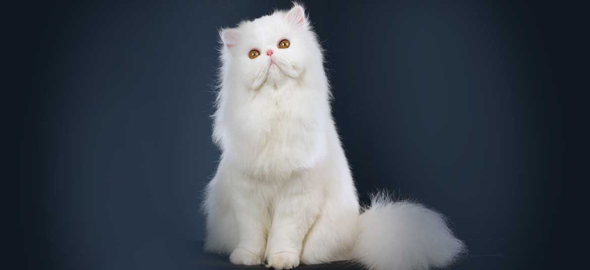 Mèo Ba Tư thuần chủng