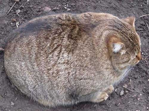 Mèo béo 4