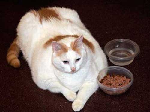 Mèo béo 8