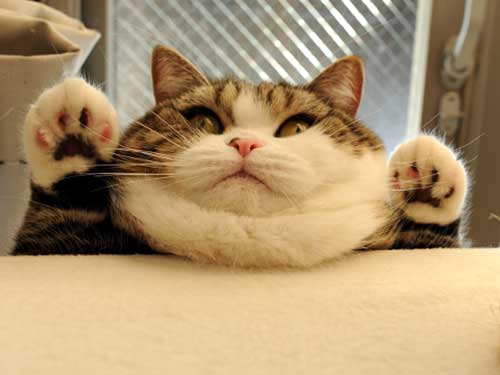 mèo béo 15