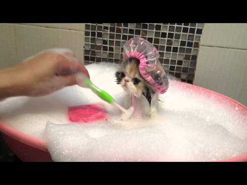 Mẹo tắm cho mèo