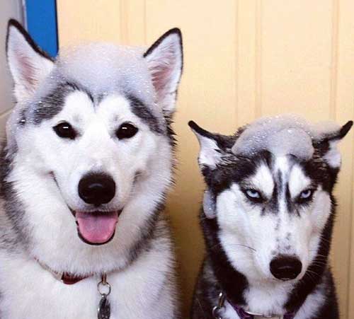 Phân biệt chó Alaska và Husky
