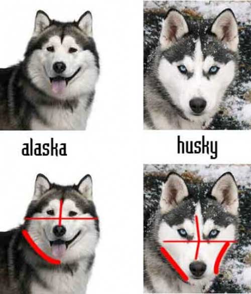 Phân biệt chó Alaska và Husky qua khuôn mặt