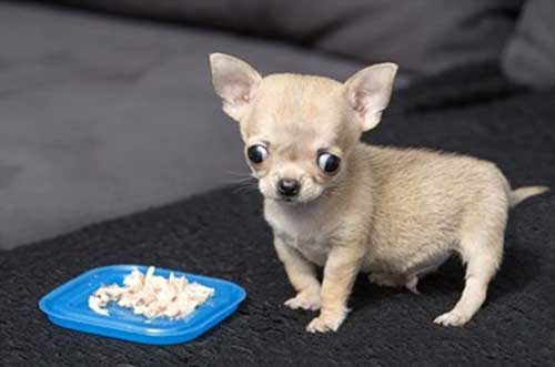 Chó Teacup Chihuahua