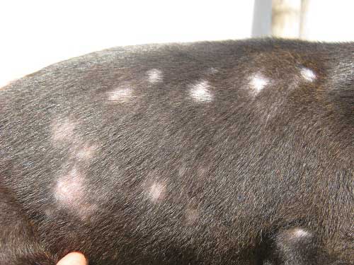Bệnh ghẻ là nguyên nhân chó bị rụng lông