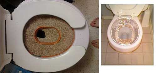Cách dạy mèo đi vệ sinh trong bồn cầu như thế nào