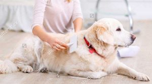 Chó bị rụng lông và cách chữa trị