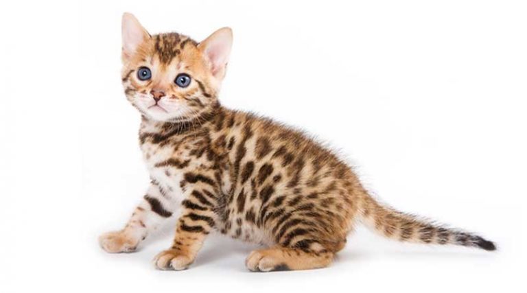 Đặc điểm của mèo Bengal - Giống mèo Bengal giá bao nhiêu tại Việt Nam