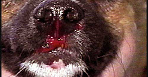 nguyên nhân chó bị chảy máu mũi