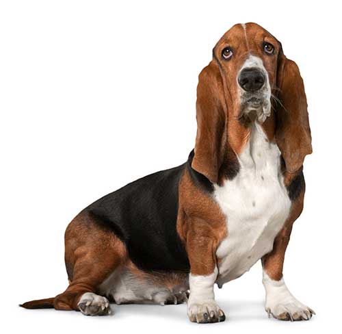 Vẻ ngoài đặc biệt của chó Basset Hound