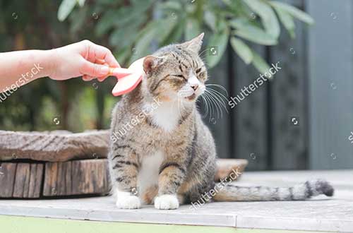 mèo bị rụng lông và cách xử lý
