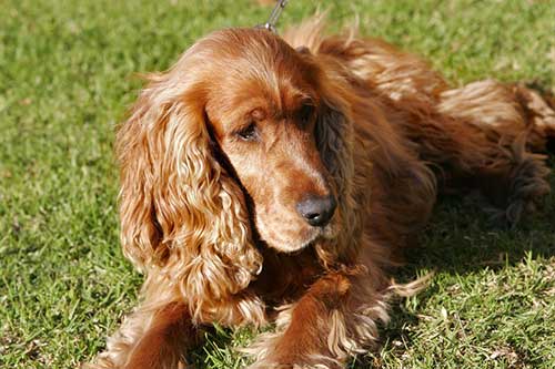 Chăm sóc chó Cocker Spaniel như thế nào