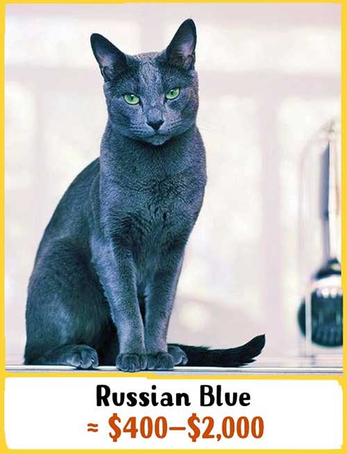 Giá tiền mèo Nga mắt xanh. Ảnh Internet
