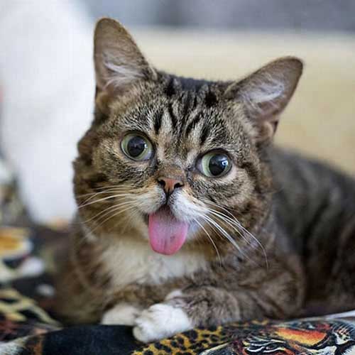 Chú mèo Lil Bub