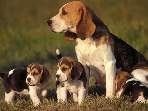 Thông tin về chó Beagle