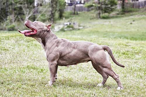 Tính cách của chó Pitbull