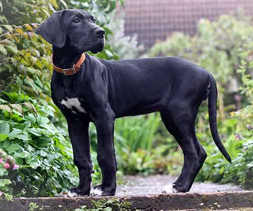 Giống chó Great Dane