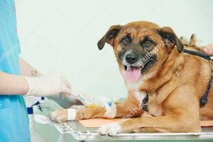 Tìm hiểu về triệu chứng chó bị tiêu chảy