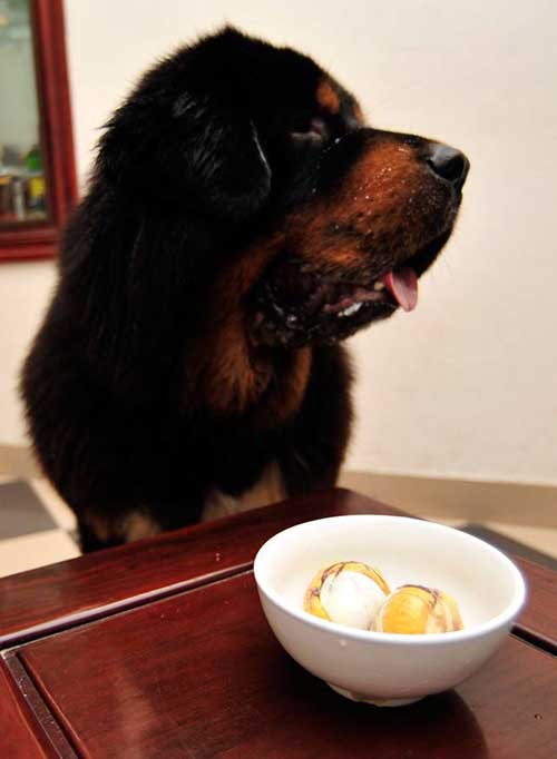 chó ăn trứng