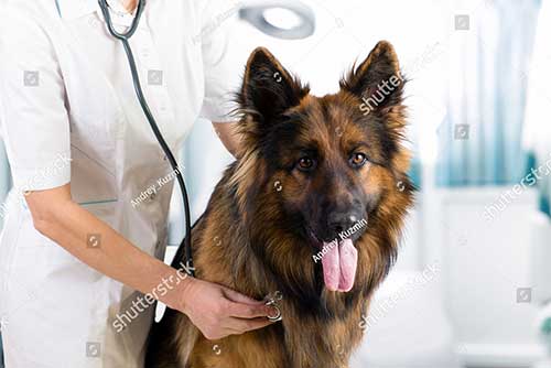 Dấu hiệu và cách điều trị bệnh sán chó