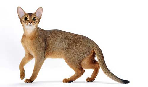 Cách chăm sóc mèo Abyssinian