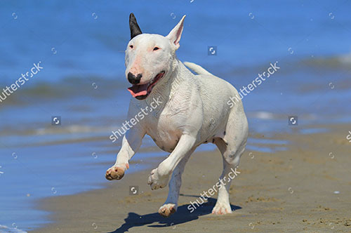 Đặc điểm của chó Bull Terrier