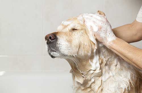 Chó mang thai có nên tắm không