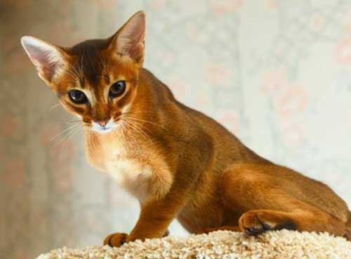 Nguồn gốc của mèo Abyssinian