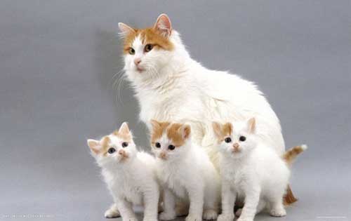 Mèo Turkish Van đặc điểm 