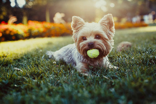 Đặc điểm của Giống chó Yorkshire Terrier