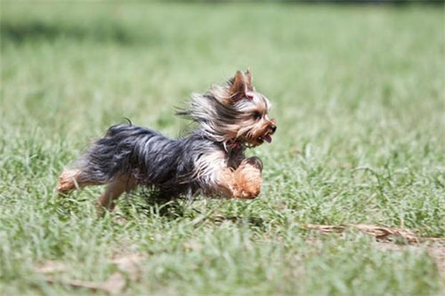  Giá của Giống chó Yorkshire Terrier