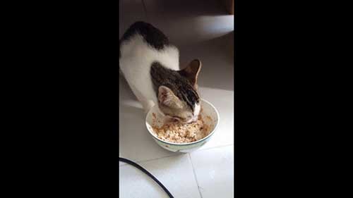 Mèo ăn pate tự làm tại nhà