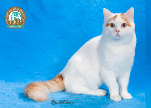 Tính cách của mèo Turkish Van