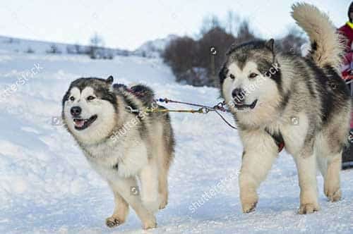 Đặc điểm của chó Alaska Malamute