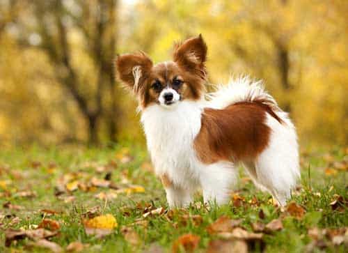 Đặc điểm của chó Papillon