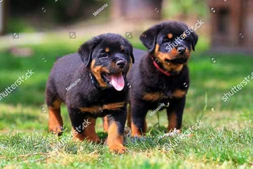 Nguồn gốc chó Rottweiler