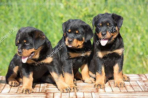 Chó rottweiler - Đặc điểm và giá của chó Rottweiler tại Việt Nam