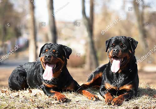 Huấn luyện chó Rottweiler cần chủ có kinh nghiệm